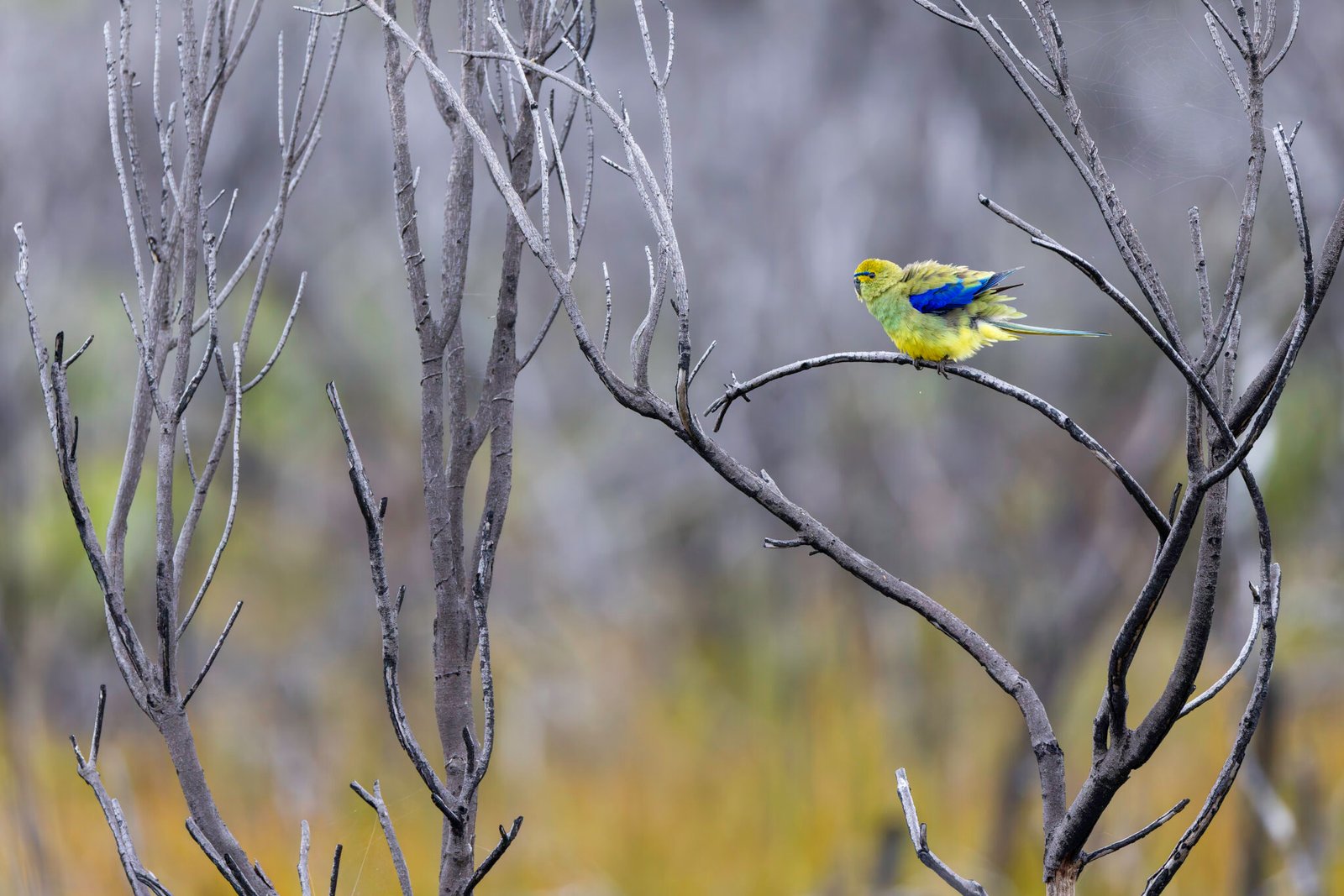 Colorful yellow and blue bird perched on a bare curved branch of a leafless tree.