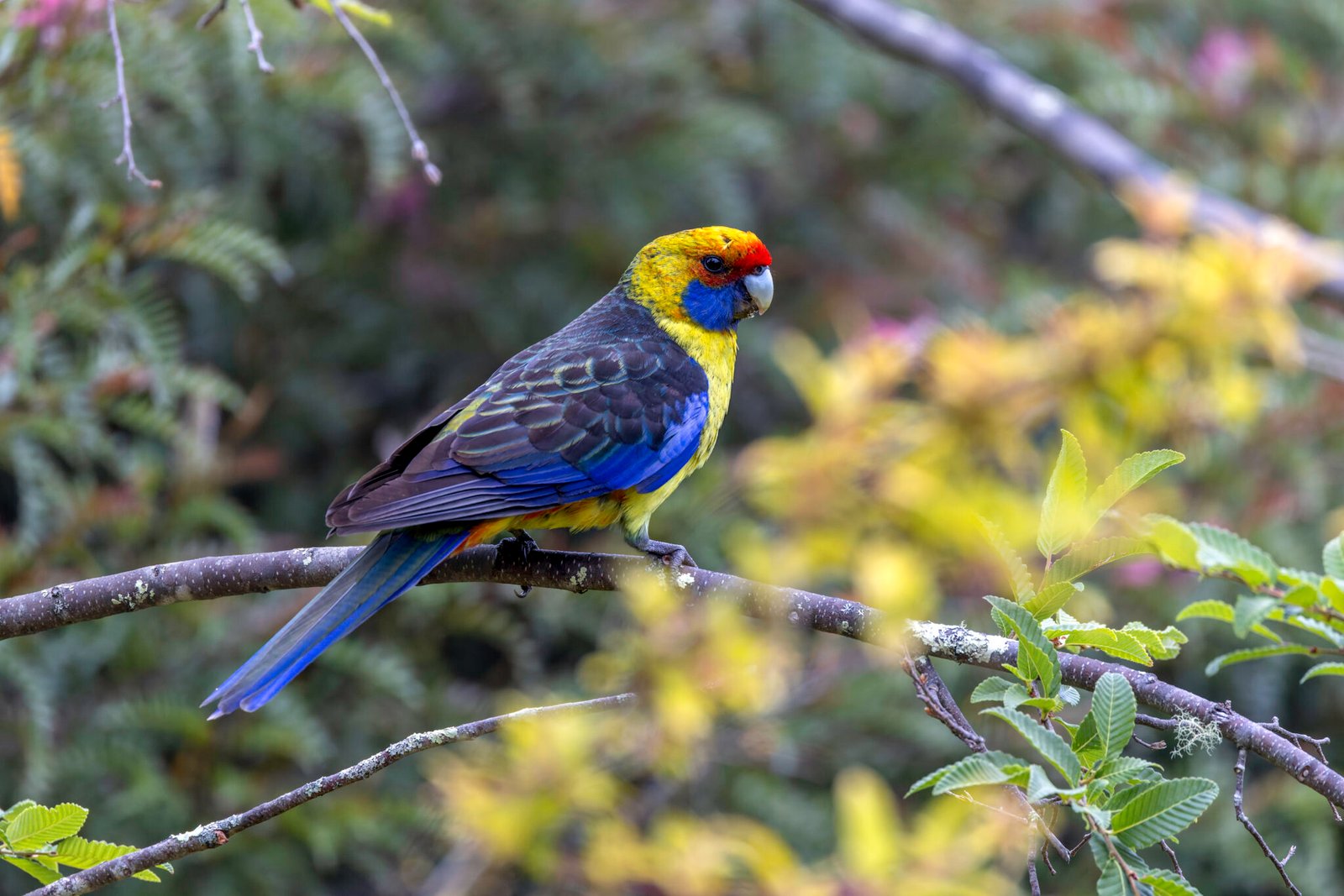 Colorful parrot with yellow, blue, and red feathers perched on a tree branch with green foliage