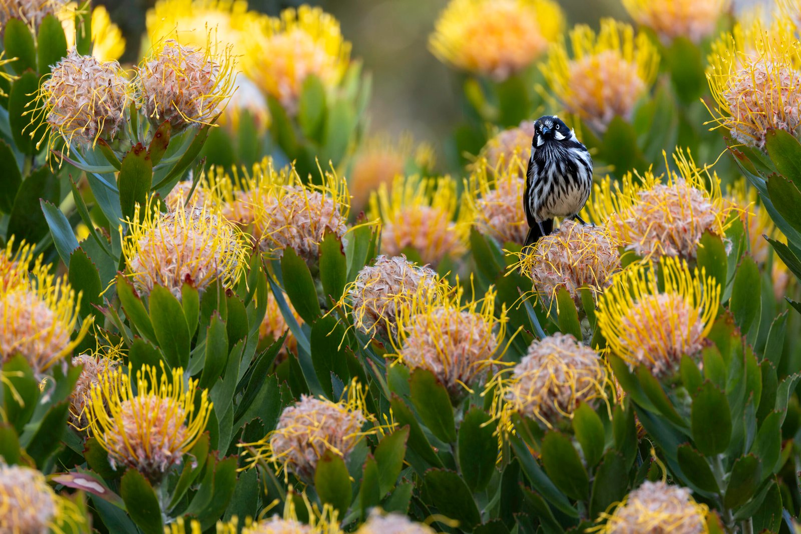 New Holland Honeyeater